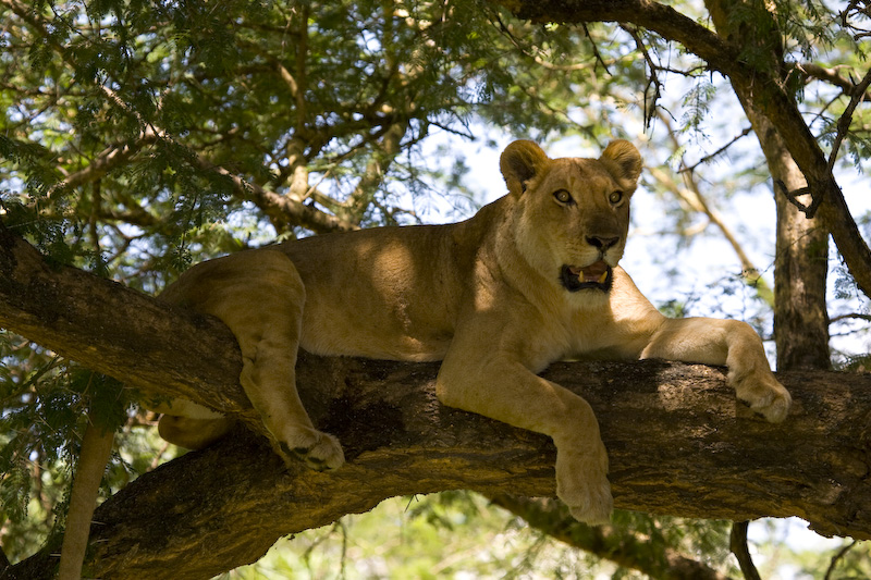 Lion In Tree